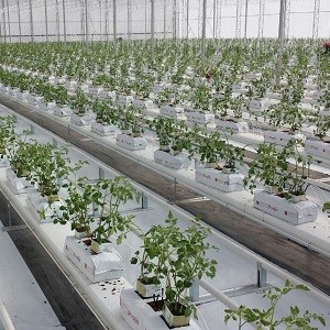 Protected Crops
