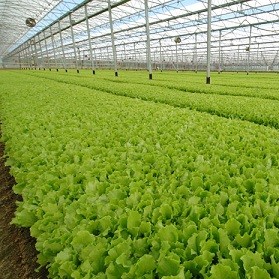 Farfalle e Micro-Irrigatori