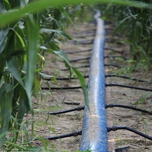 Pieno Campo