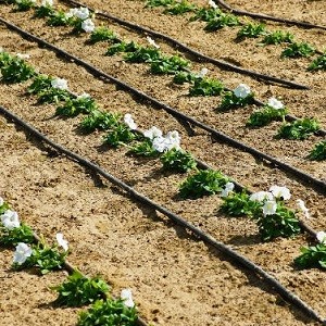 Small Scale Farmers