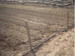 Impianto di irrigazione a goccia