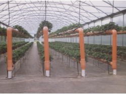 Fuorisuolo